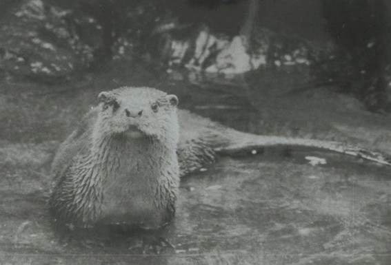 ニホンカワウソ（画像：愛媛県立とべ動物園提供）