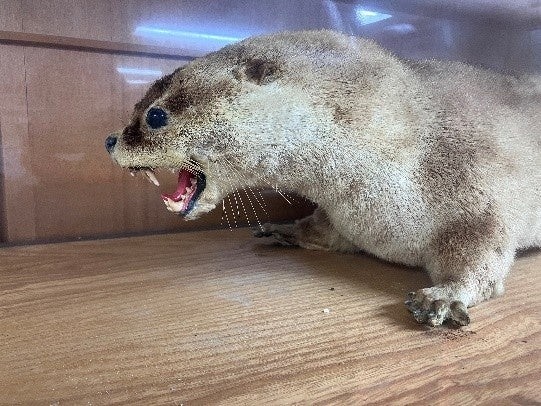 ニホンカワウソ剥製（大月町教育委員会保有）