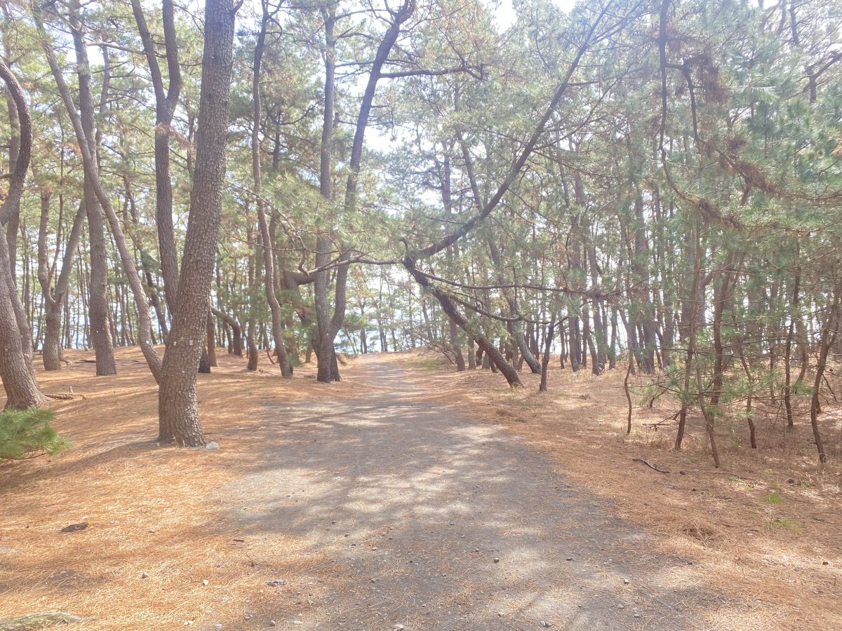 三保松原の松林