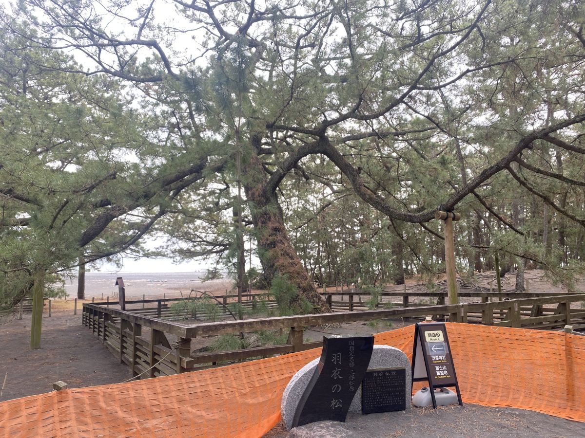 三保松原の羽衣の松