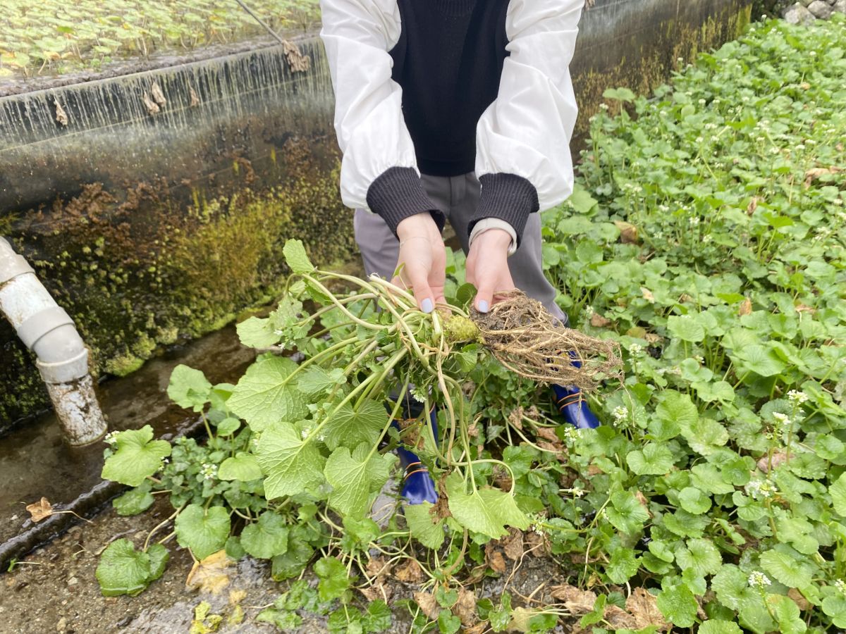 「宿 にしむら」デイユースプラン