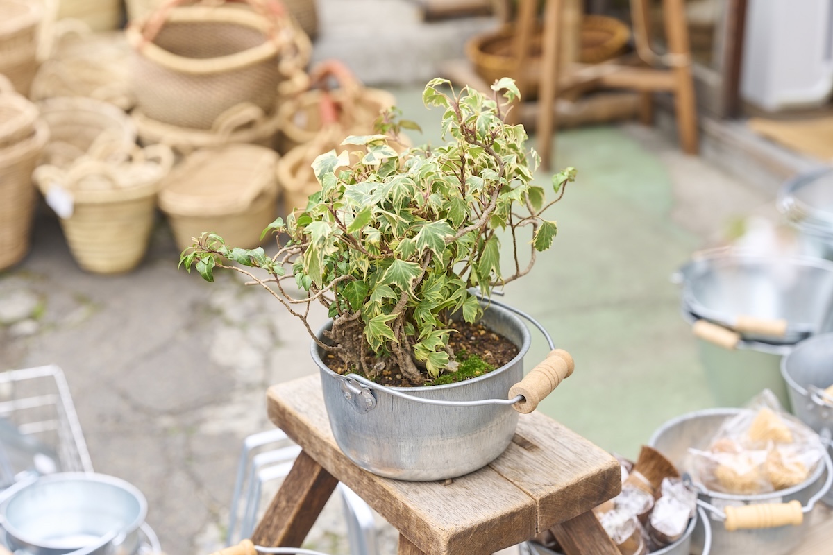 植木を入れて使うトタン豆バケツ