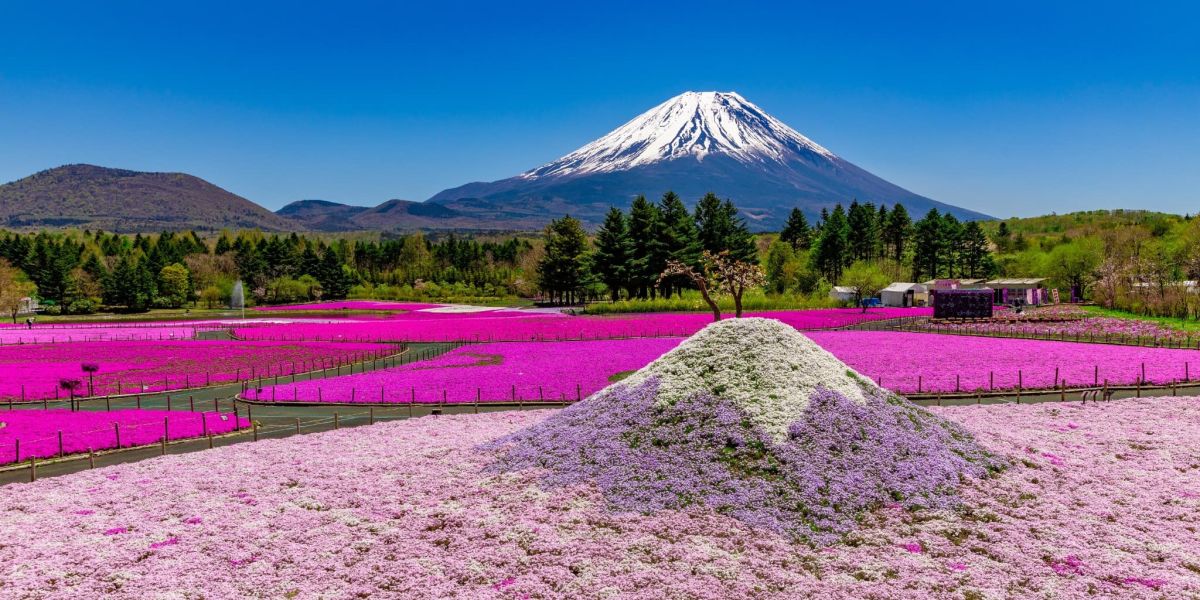 【2026富士芝桜まつり】約50万株の桜と富士山が望める絶景春スポット！