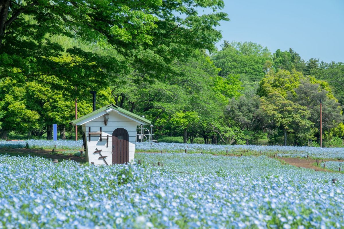 みんなの原っぱ・ミニハウス（過去の様子）