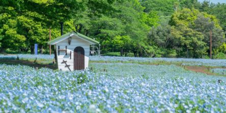 【2026最新】関東近郊のネモフィラ情報まとめ～花畑の絶景やライトアップ、ネモフィラグルメも！フォトジェニックな1枚を撮りに行こう～