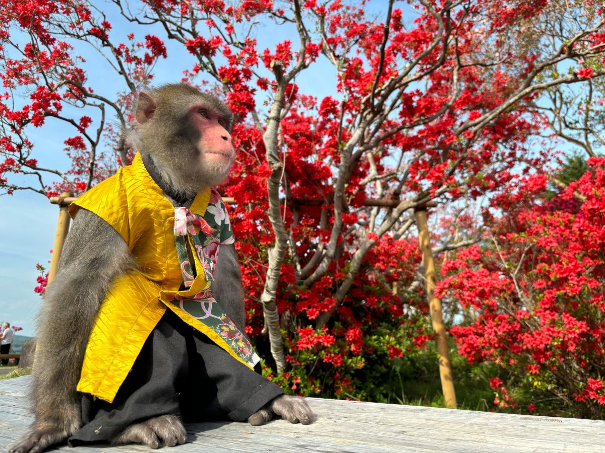 猿まわし（※写真はイメージ）