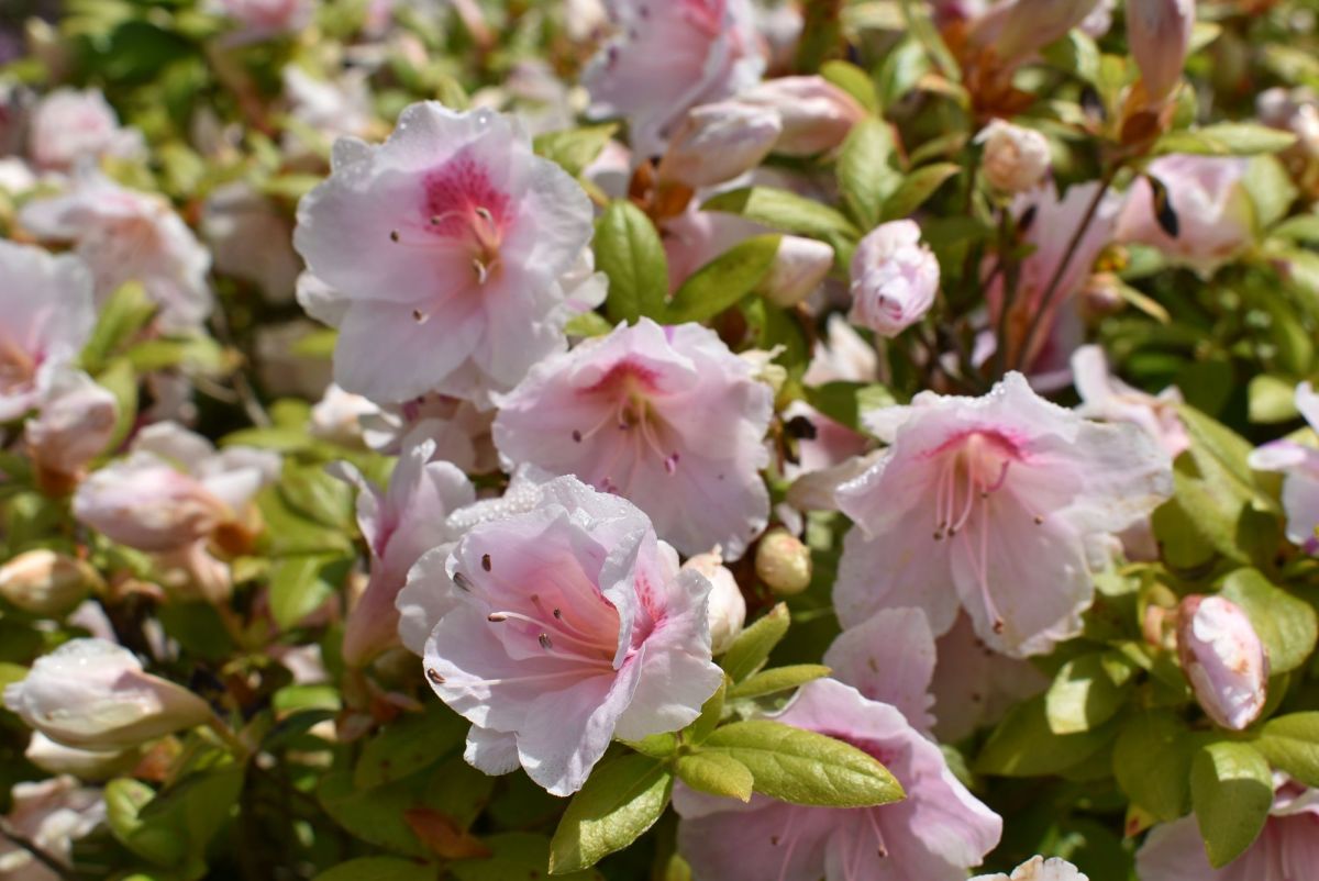 ホテル庭園で見られる貴重なツツジ「鳳凰殿（ほうおうでん）」　