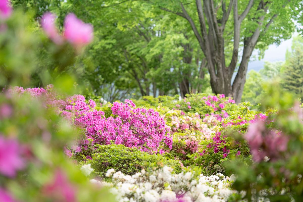 ぐんまフラワーパークプラス