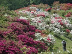 越生町つつじまつり