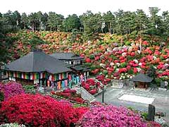 塩船観音つつじまつり