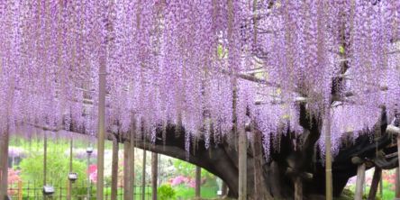 【2026最新】東京近郊“藤の花”おすすめスポット6選｜ライトアップや限定スイーツを楽しむ日帰り旅も！