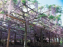 藤花園（牛島の藤）