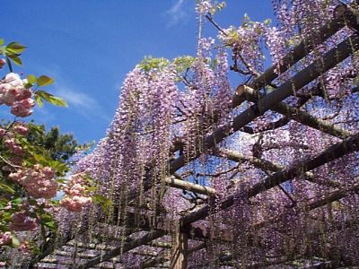 小田原城址公園「御感の藤」