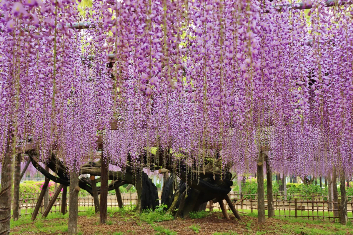 「令和8年度加須市騎西藤まつり」１