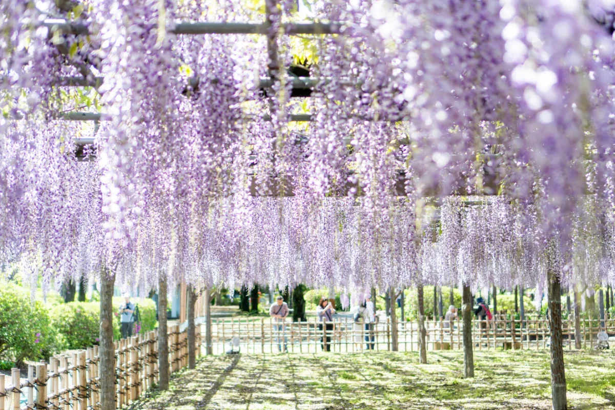 「令和8年度加須市騎西藤まつり」２