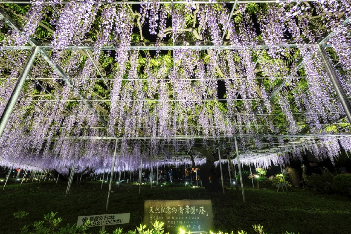 「天然記念物 大藤のライトアップイベント」