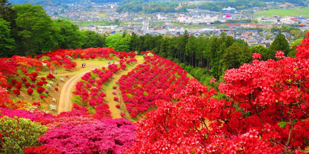 【2026GWの注目フラワースポット】関東近郊のつつじ情報まとめ