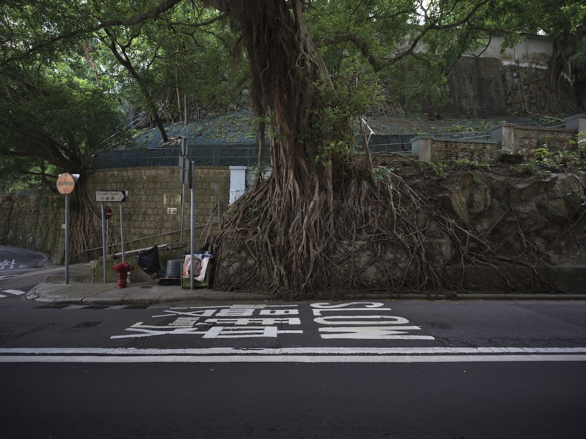 木の根が塀を包み込む、香港らしい街角の風景