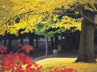 奈良公園