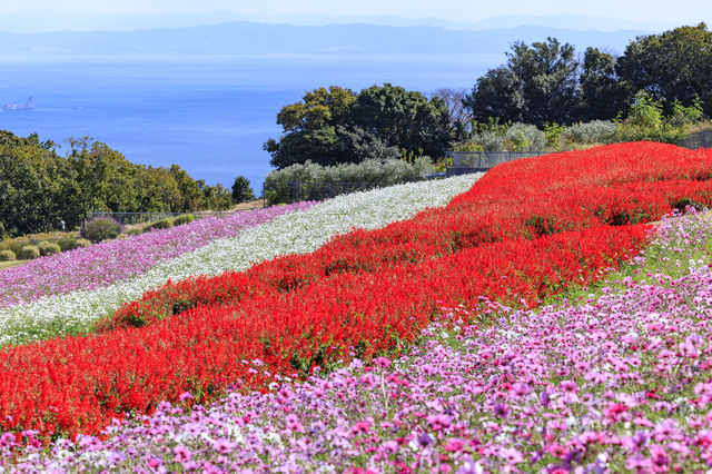 あわじ花さじきのコスモス