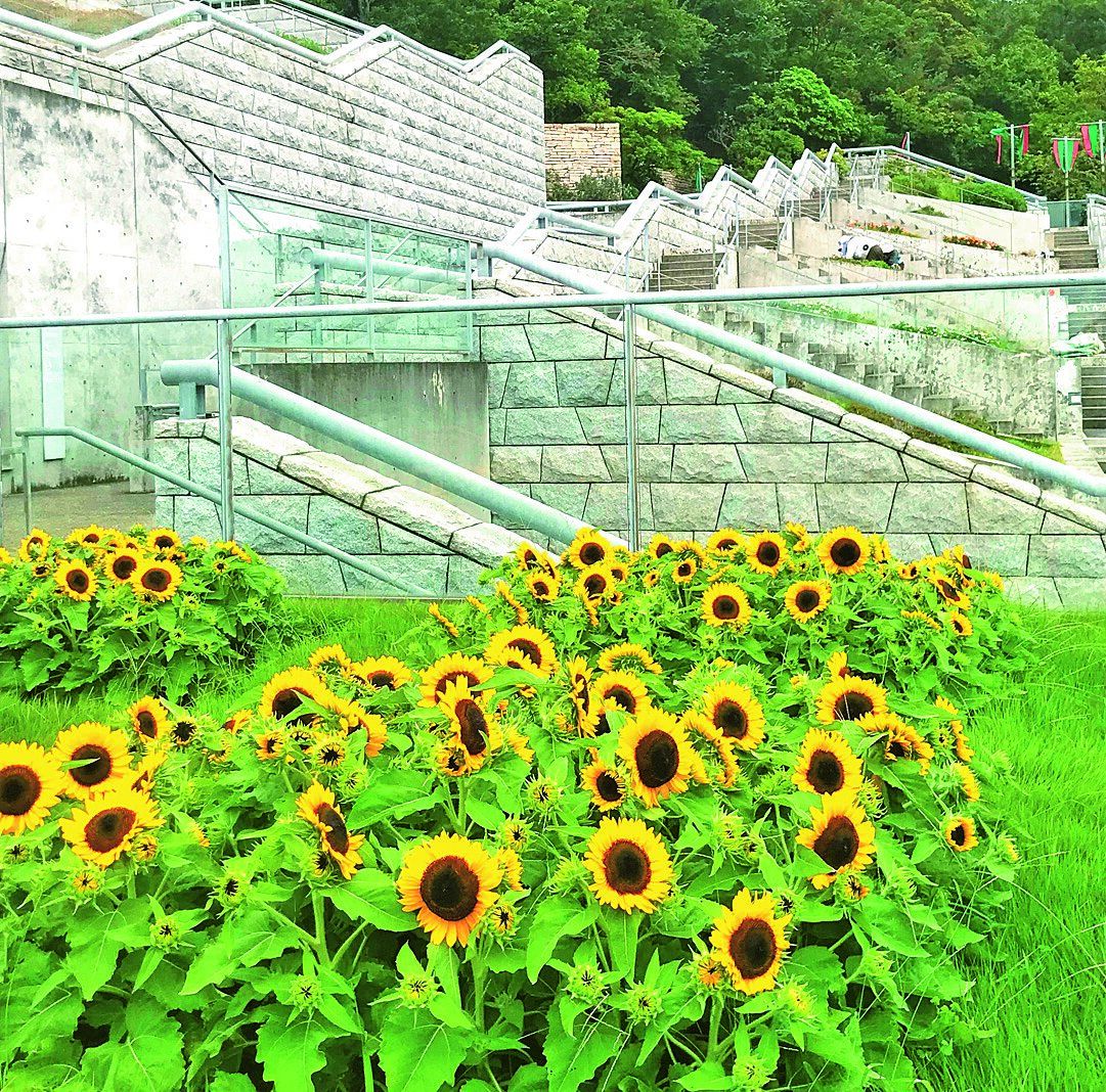 淡路夢舞台のヒマワリ