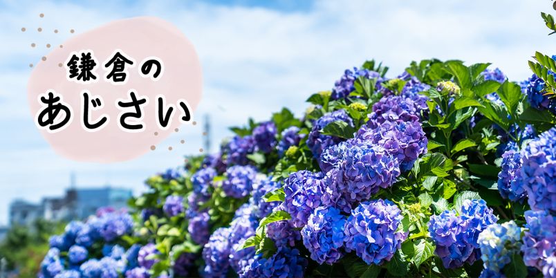 鎌倉のあじさい名所 23選｜明月院・長谷寺の人気スポットからゆっくり散策できる穴場まで！