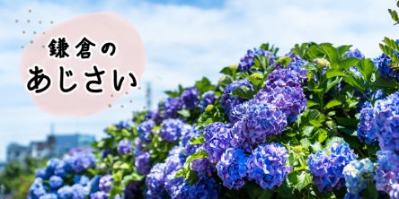 鎌倉のあじさい名所 23選｜明月院・長谷寺の人気スポットからゆっくり散策できる穴場まで！