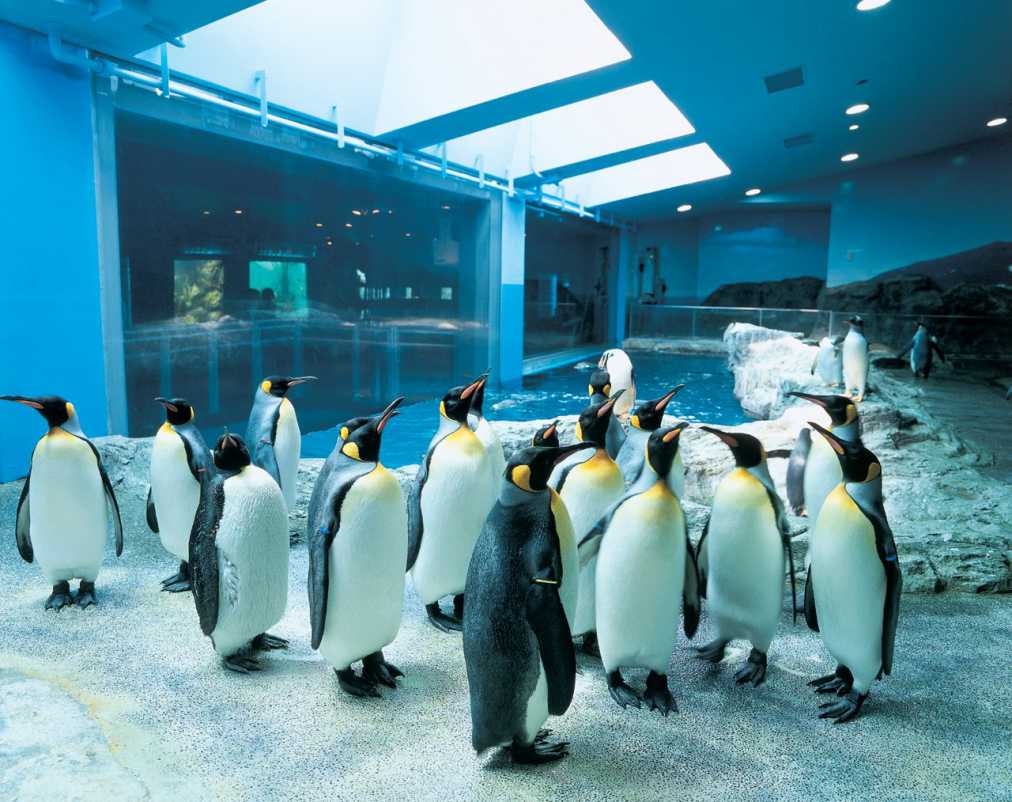長崎ペンギン水族館ペンギン1