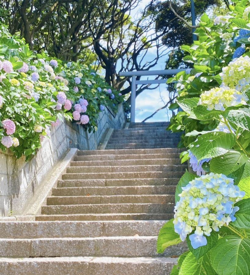 海へと続く参道の階段　色とりどりのアジサイが咲きほこる