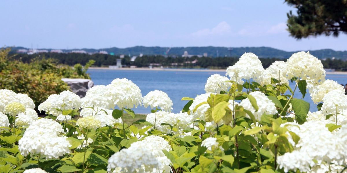 【2026最新】関東近郊の紫陽花まとめ～見頃やイベントに、関連スイーツまで！～