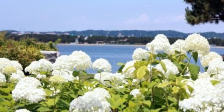 【2026最新】関東近郊の紫陽花まとめ～見頃やイベントに、関連スイーツまで！～