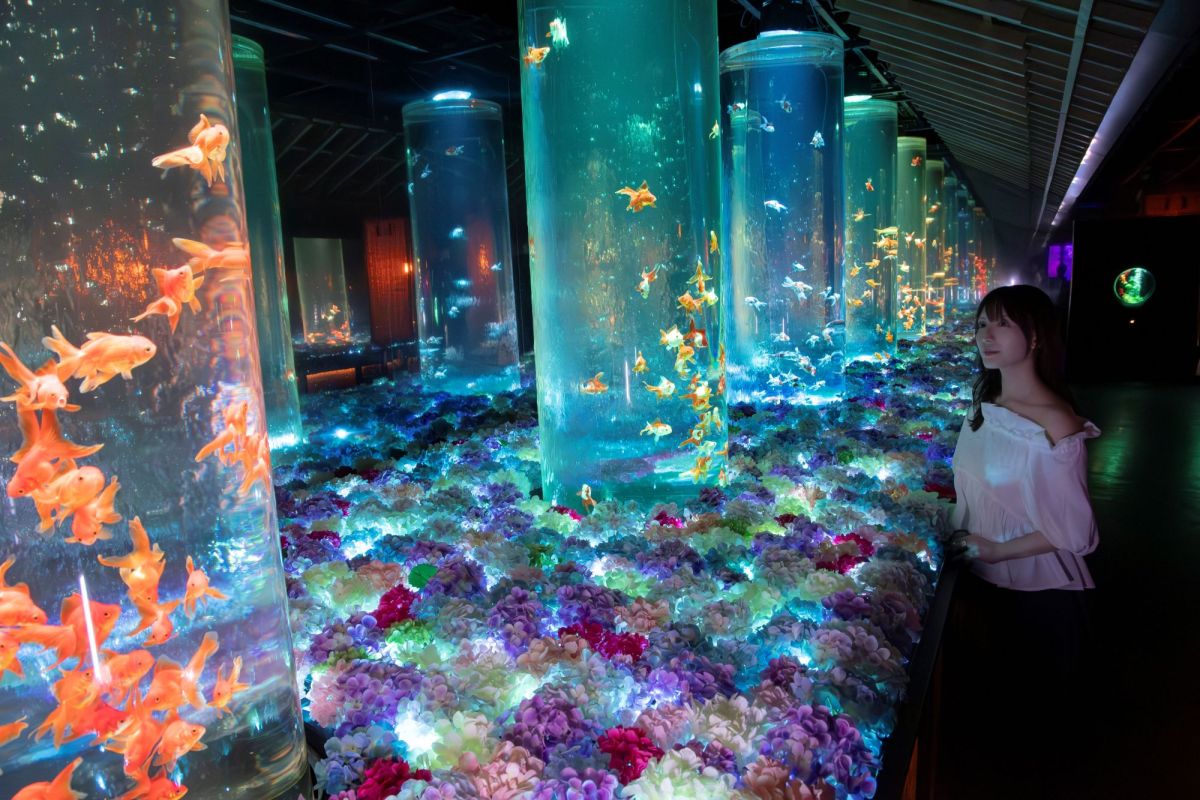 アートアクアリウム美術館 GINZA