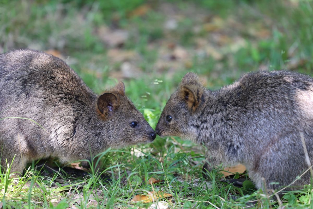 埼玉県こども動物自然公園クオッカ1