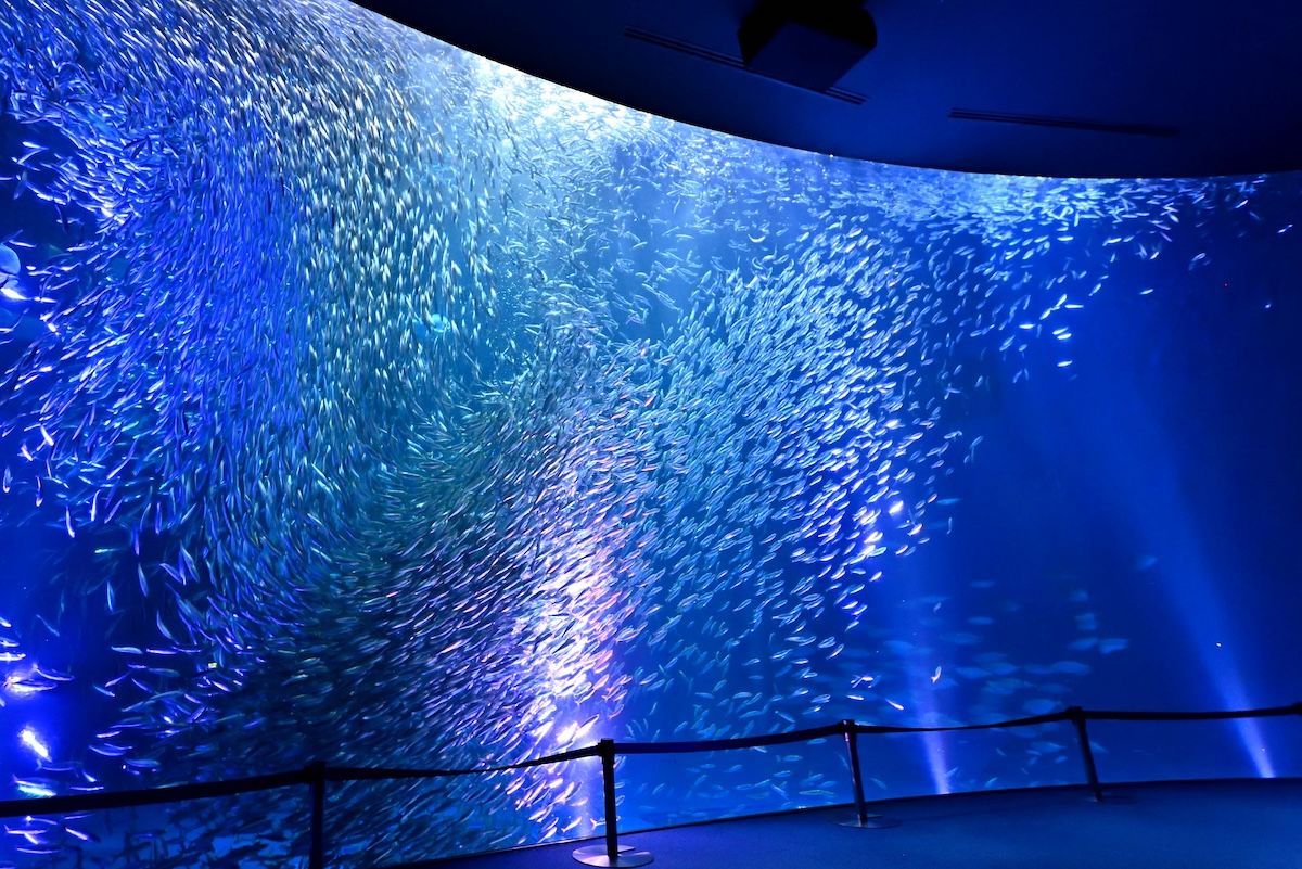 マイワシのトルネードは「名古屋港水族館」が元祖