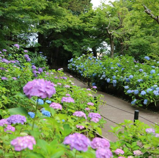 本土寺