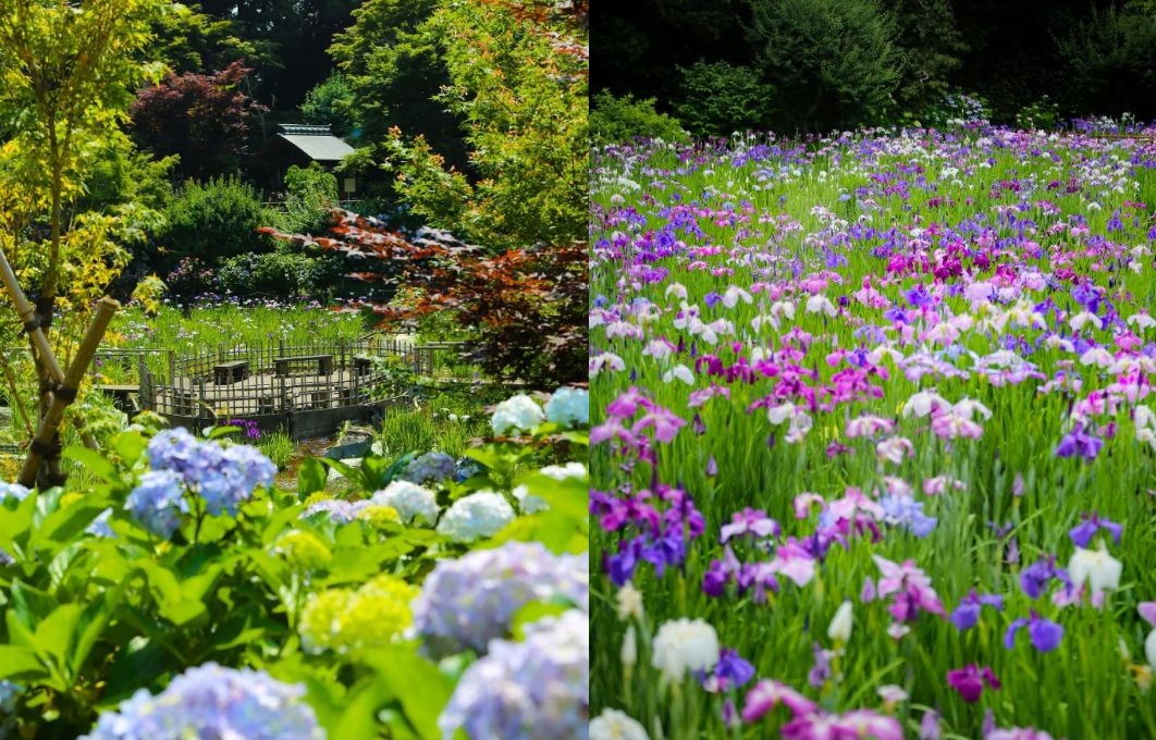 紫陽花と花しょうぶ