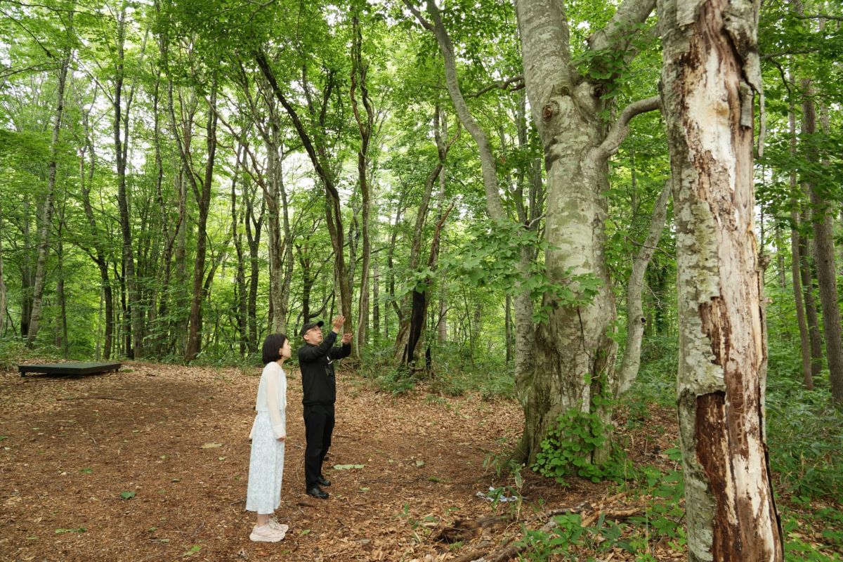 ブナの森に包まれながら朝の散策へ。高い保水力をもつブナは「森のダム」とも呼ばれ、豊かな自然を支える大切な存在