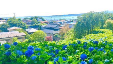 【秋田】男鹿半島＆三種町で、じゅんさい摘み、アジサイを愛でる初夏のドライブ