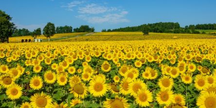夏といえば何を思い浮かべる？ 行事も食べ物も自然も！ 気分が上がる夏の風物詩まとめ