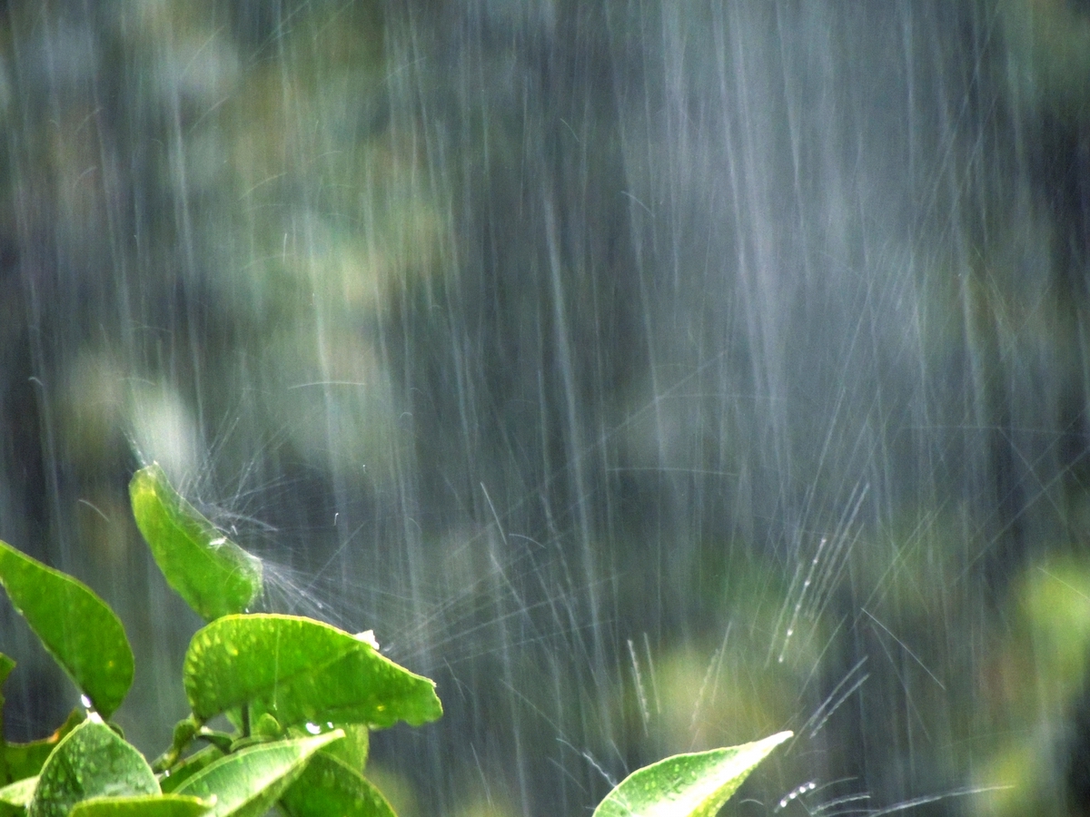 雨が降る様子