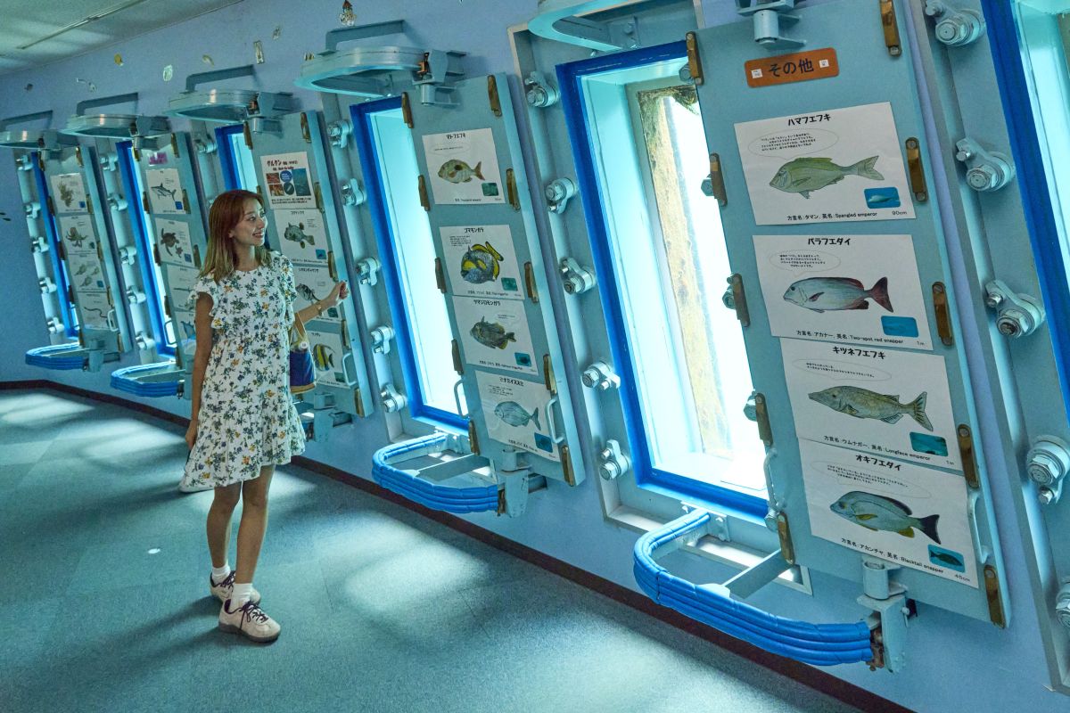 大きな縦型の窓から海中を観察
