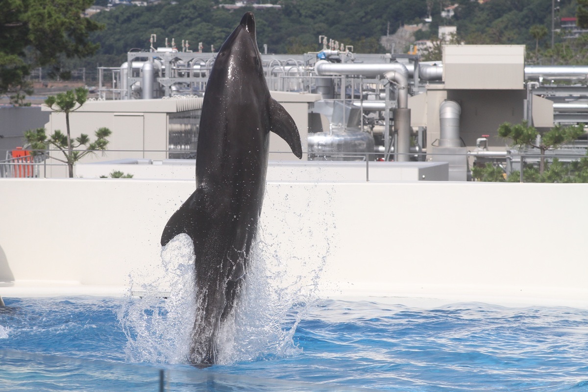 タイミングが合えばジャンプするイルカの姿が見られる