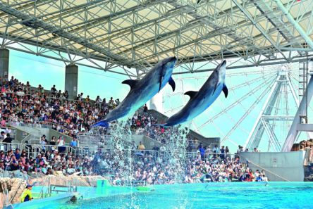 【名古屋港水族館】イルカのパフォーマンス、シャチやベルーガなどの見どころを紹介！