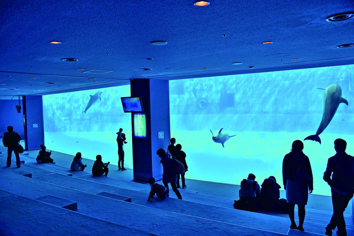 名古屋港水族館　イルカ