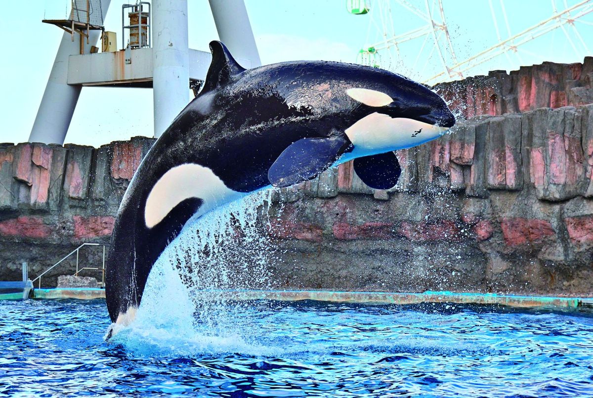 名古屋港水族館　シャチ