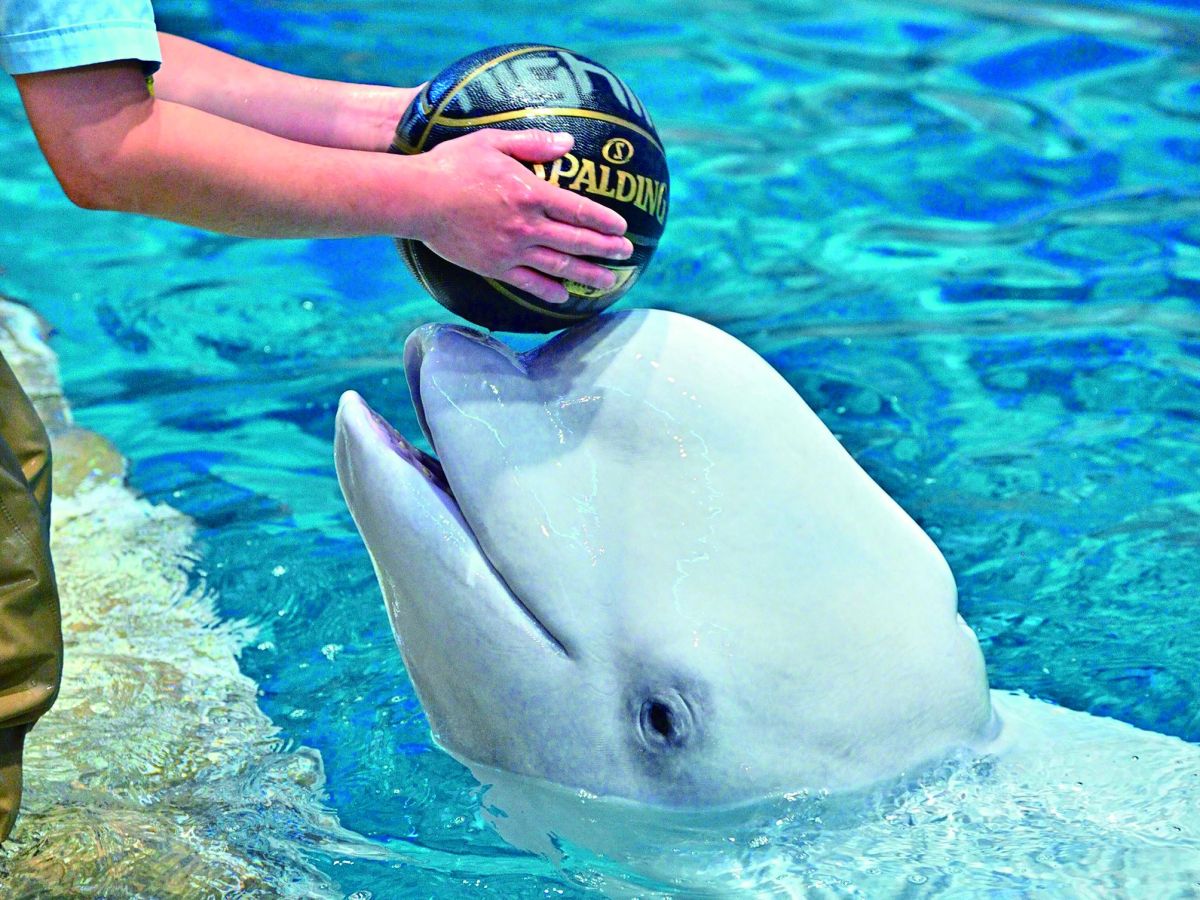 名古屋港水族館　ベルーガ