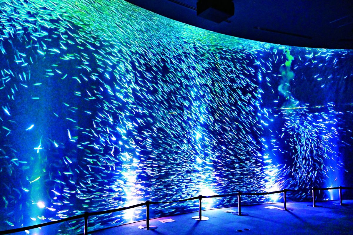 名古屋港水族館　マイワシのトルネード
