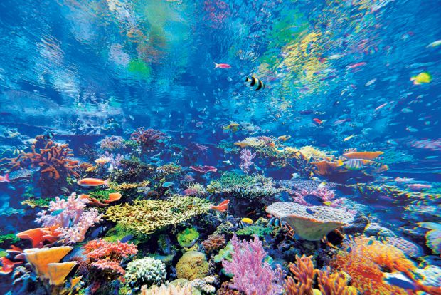 名古屋港水族館　サンゴ