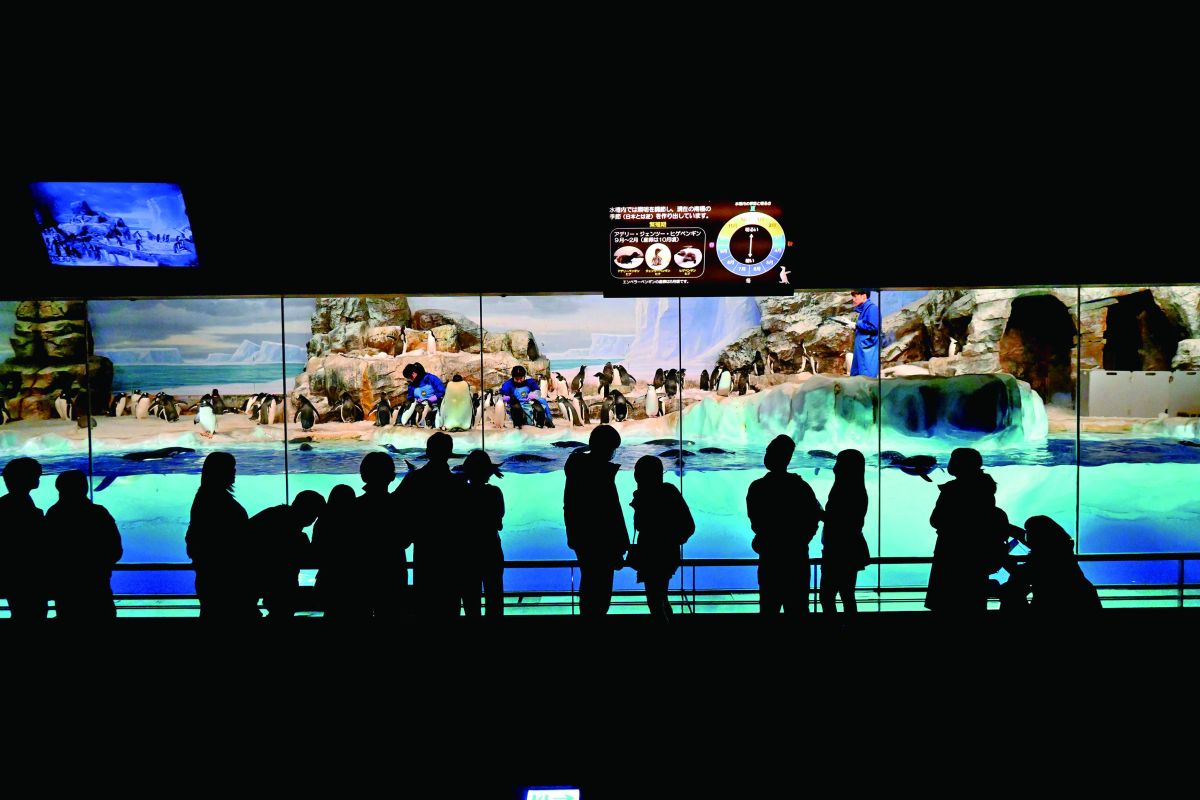 名古屋港水族館　ペンギン