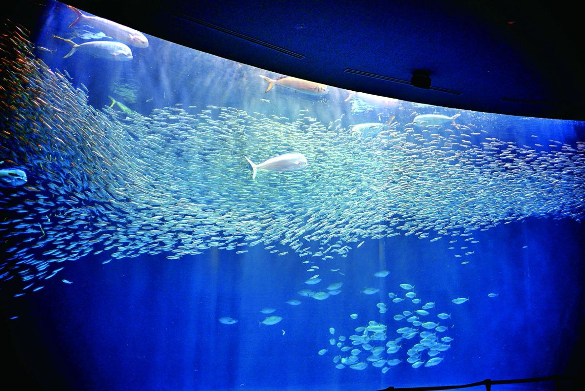 名古屋港水族館　黒潮大水槽